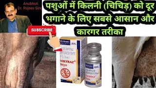 Tick infestation: इस दवा से पशुओं से टिक्स /किलनी भगाएं - live video