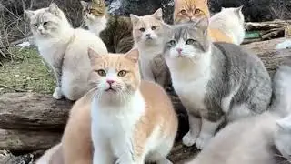 Сборник самых милых котов которые поднимут вам настроение 