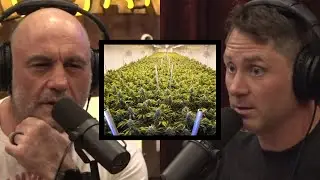 Cartels & China growing WEED on US soil? | Joe Rogan & Evan Hafer