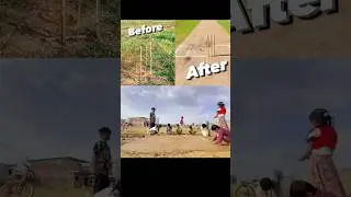 Bahut mehnat laga hai Isme 🥺🫶🏏 #shortsfeed #ytshorts #cricketpitch #cricketpitchmarking #cricket