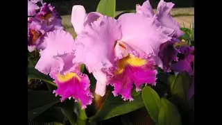 video n° 827 Cattleya, le orchidee più aristocratiche, le regine delle orchidee
