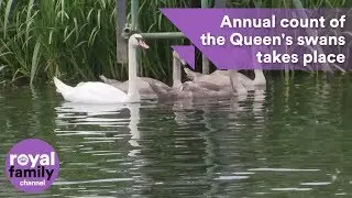 Annual count of the Queen's swans takes place along the River Thames