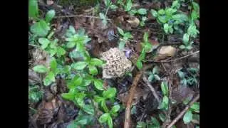 SPUGNOLE 2012 PARTE 2.wmv