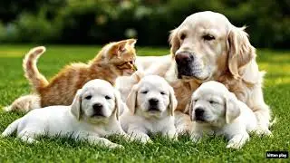 &ldquo;Cute Outdoor Playtime Two Baby Retrievers and a Cat on Green Grass 🐶🐶🐱&rdquo;