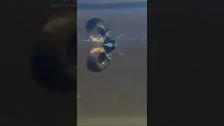 Surface Skimming
