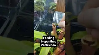 Feeding Nepenthes Ventricosa #carnivorousplants #nature #plants #houseplants