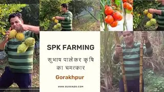 सुभाष पालेकर कृषि का चमत्कार I Bumper Production in SPK Farming (Gorakhpur)