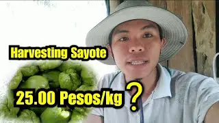 Harvesting Sayote 25 pesos kada kilo #sayote #gardeningtips #farming