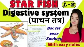 Star fish (L-2),Digestive system of star fish ,bsc 1st year zoology knowledge adda lion batch notes