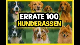 Nur 1 % erkennt alle! Das große Hunderassen QUIZ