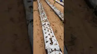 phytosanitation after Tomato harvesting