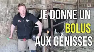 Pose de Bolus et collier aux génisses