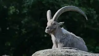 The Ibex goat