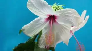 الأحزاب