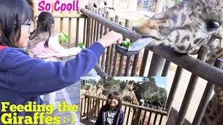 Family Toy Channel: The Kids are Feeding the Giraffes! Kids' Train Ride Inside the ZOO. Buying Toys
