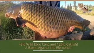 Stunning 43lb Wild Carp! Battling the Elements on the River Ebro!