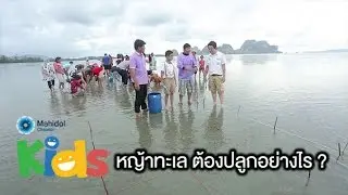 How to plant seagrass [Animals Speak by Mahidol]