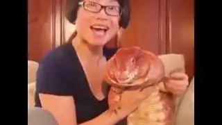 MacGyver the Lizard Is the Friendliest Lizard the World Has Ever Seen