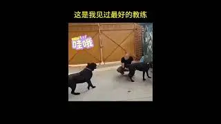Rottweiler Breeding: Owner Takes Matters into Their Own Hands!