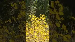 8k Yellow Wildflowers