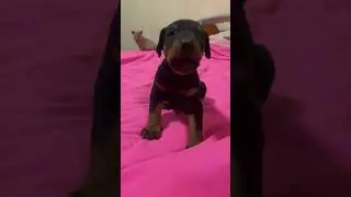 King Doberman fur sale. Olli