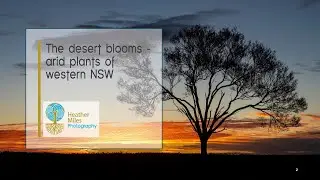 The desert blooms  - arid plants of western NSW