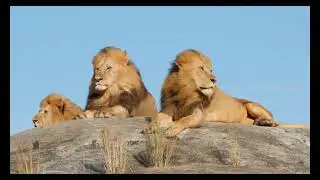 ✅Free Stock Videos 4K✅Lion 03