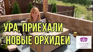 Ура! Посылка с новыми орхидеями!