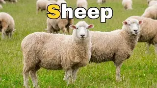 S words for Kids learning | Sheep | Sea | Sun | Meow Meow English