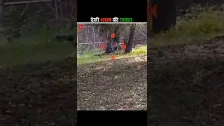 शेर और शराबी में कौन बड़ा?😳 Into Lion Cage Drunk Man Jump!#shorts