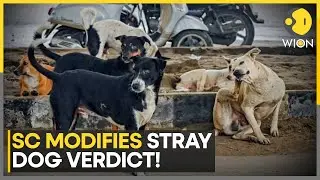 India's Top Court: No Feeding of Stray Dogs on Streets, Rabid Dogs Not to Be Released | WION