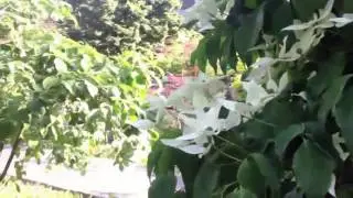 Cornoulliers &agrave; fleurs