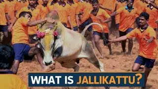 What is Jallikattu?