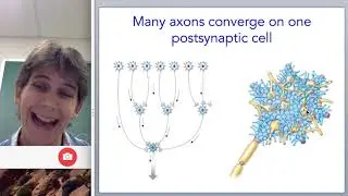 Synaptic transmission and synaptic integration