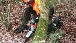 Harvesting oak logs