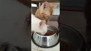 ASMR Pagi yang Menenangkan | Suara Kucing Lagi Makan#fau-chan #kucingmakan
