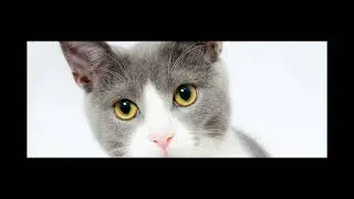 Mind-Blowing Cat Skills: Ice Skating, Kneading & More!