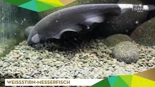 Wei&szlig;stirnmesserfisch - Tierpark Gotha