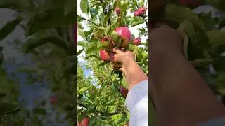 Fresh apples from the tree #applepicking #apple #garden #gardening #villagelife #homestead #shorts