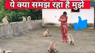 क्या हो गया है इस बंदर को कुछ जड़ा है पसंद आ गई हु क्या #vlog #बंदर #animals,🙏🐒