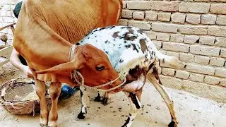 animal feeding milk today 🥰 | goat milking baby | Nikka Haji
