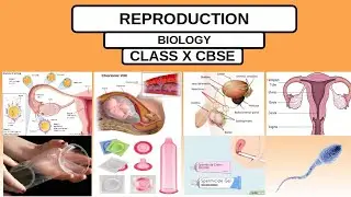 REPRODUCTION IN HUMAN X CLASS BIO