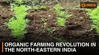 Organic farming revolution in the North-eastern India | DD India