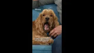 Dr Scott is here to show us how to desensitise your dog to teeth-brushing.