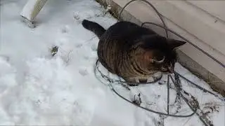 Tuna gets a mouse (warning: Tuna gets a mouse) You will never get him