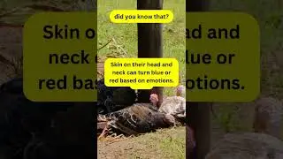 facts about turkey  #animal #fact #mammals