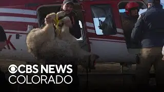 Colorado's wolf reintroduction plan costs $2.2 million more than expected