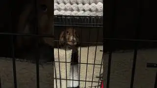 Why not just let her out? Simple - impulse control practice