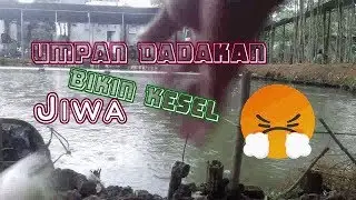 Umpan Ikan Mas Dadakan 