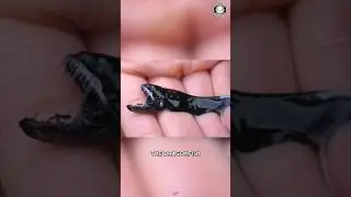 Рыба-дракон 🌊 Ужасающий крошечный хищник!